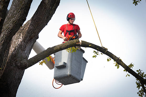 Best Hedge Trimming  in New Market, MD